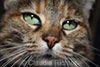 Katze